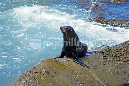 A New Zealand fur seal suns himself on the rocks in a seal colony near Kaikoura