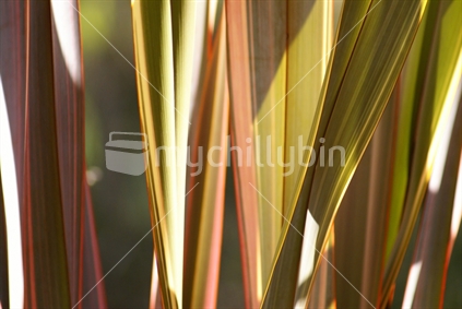 Sunlight streaming through a flax bush, highlighting the colours of the leaves