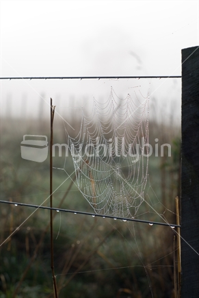 A spiderweb stretched between two wires of a farm fence on a foggy winters day