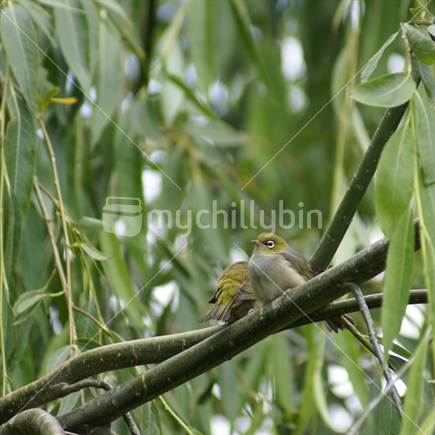 A pair of native NZ Silvereyes (aka waxeye, tauhou) perched on a willow tree branch.