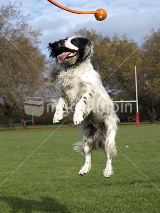 Dog in the air, playing