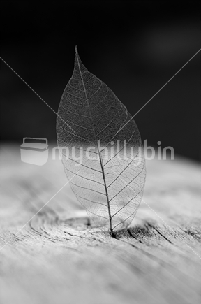A leaf Skeleton 