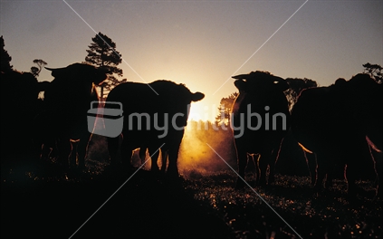 Cows at dawn