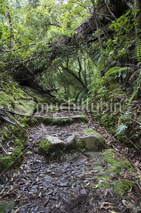 Tramping trail in New Zealand Bush
