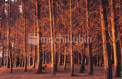 Pine trees at dusk
