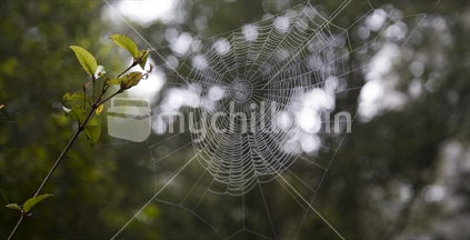 Spider web in the bush