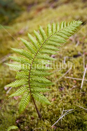 NZ native fern