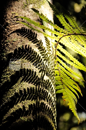 Shadow of a fern frond on trunk