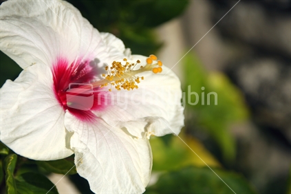 Flower of  a Chinese Hibiscus, Hibiscus rosa-sinensis