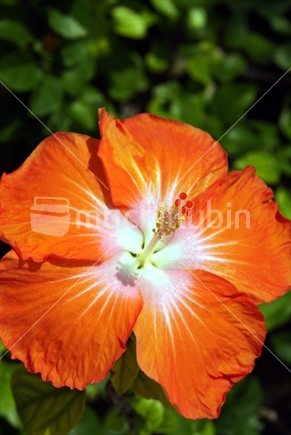 Flower of a red Chinese Hibiscus, Hibiscus rosa-sinensis