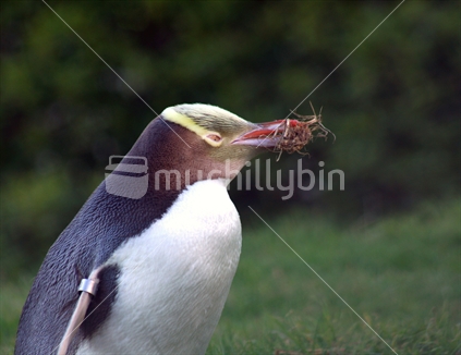 Yellow-eyed Penguin bringing home a gift for his partner