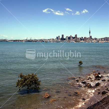 Mangroves in Waitemata harbour with Auckland's skyline in background
