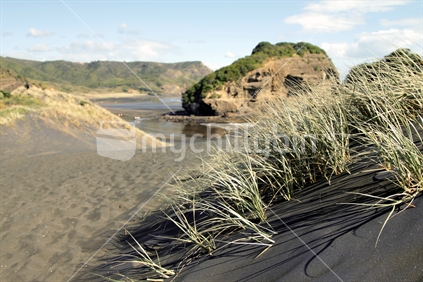 Sand Dunes and tussock at Te Henga/Bethells Beach on Auckland's West Coast, New Zealand