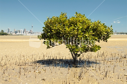 View towards Auckland's skyline across Shoal Bay at low tide; a mangrove plant in  the foreground.
