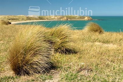 Tussock high above Toetoes Bay, Catlins