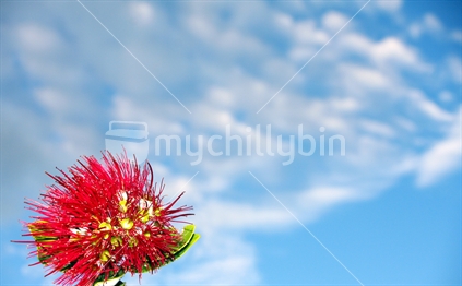 Pohutukawa flower on a blue sky