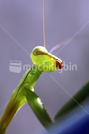 Closeup of a Praying Mantis (Mantis religiosa)