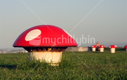 The magic mushrooms of Mt. Victoria, Devonport, New Zealand