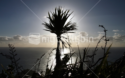 Cabbage Tree backlit by the sun at Angawhata Beach, New Zealand