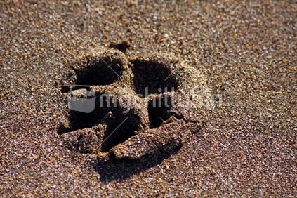 A dog's paw print on black beach