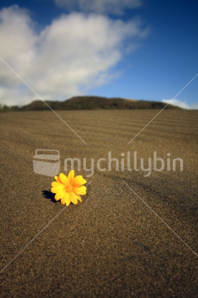 A yellow flower in the black sands of Karekare Beach, New Zealand