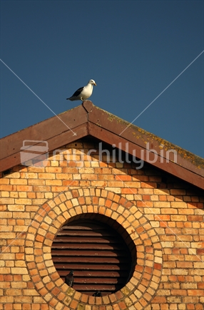 Gull on roof of Takapuna Pumphouse