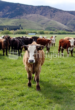 Cattle on a paddock in Central Otago, New Zealand