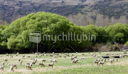Sheep on a paddock in Otago, New Zealand