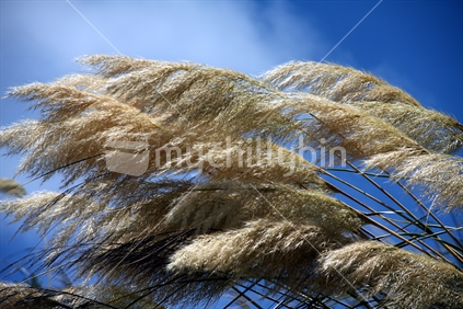 Toi Toi Grass in the Wind against a blue sky