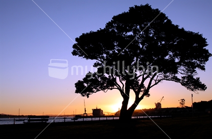 Old Pohutukawa tree on Devonport waterfront against the Sunset, New Zealand
