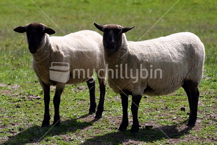 Two Black Face Sheep on a farm