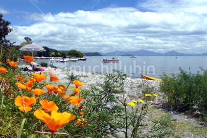 Wild flowers blooming beside Lake Taupo with people under umbrella