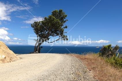 Single pohutukawa tree on the edge of a rural dirt road with sea in background