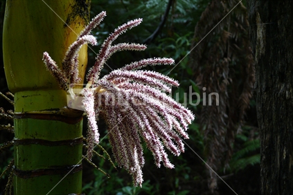 Nikau palm tree in flower