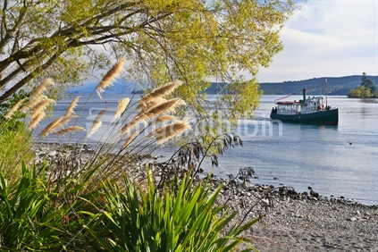 Toi toi, flax and willow trees on shores of Lake Taupo with steamboat