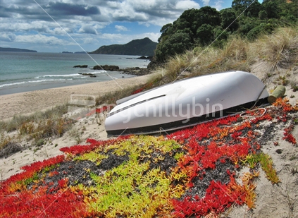 Dinghy, with colourful ice plant , Rings Beach, Coromandel
