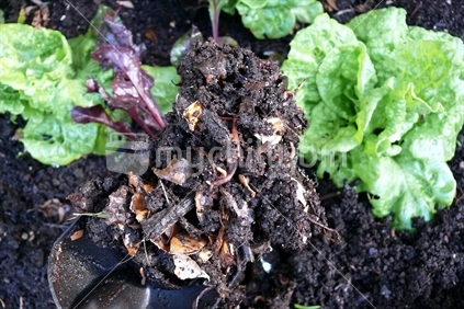 Compost of rotten vegetables with worms being spade onto lettuce plants