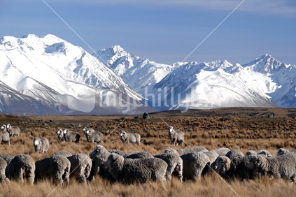 Merino sheep in Central Otago's winter, New Zealand