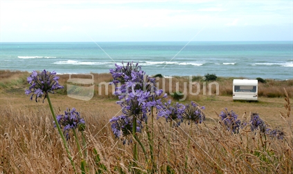 Lone caravan on coast with Agapanthus in foreground
