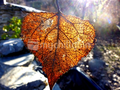 A backlit autumn leaf