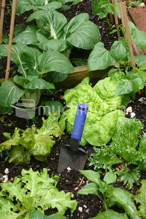 Home Grown Lettuces, Bok Choy, and Runner Beans; Compost with Seaweed and Spade / Trowel.