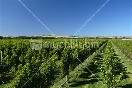Rows of grape vines in Martinborough, New Zealand