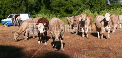Inquisitive cows at campsite