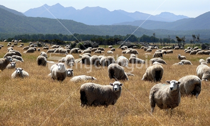 Sheep in a pasture in the South Island with hills in background.