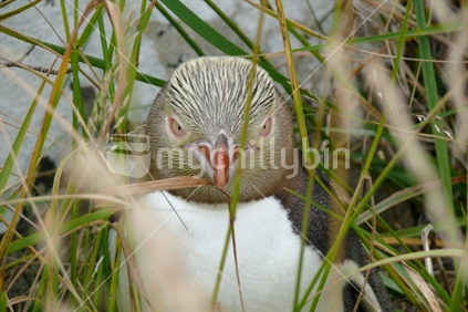 Yellow eyed penguin, South East Coast, Southland, New Zealand