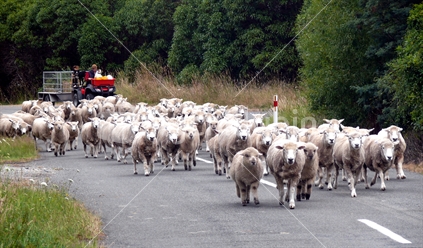 Herding sheep along rural New Zealand road, by farmbike