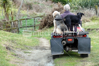 Farmer on 4 x 4 with two sheep dogs riding down a farm track