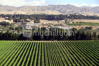 Lines of Marlborough grapes, with arid hills in background.
