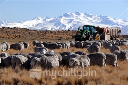 Farmer feeding out to merino sheep