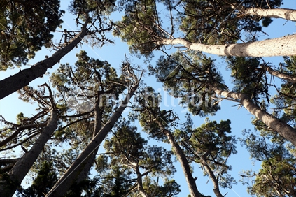 Looking up into tall pruned pine trees.
